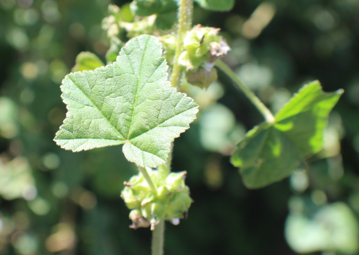 Malva parviflora L.